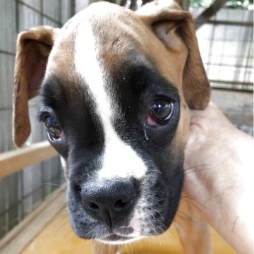 ボクサー【熊本県・女の子・2025年6月19日・赤茶】の写真「ドイツボクサーで、飼い主に従順、性格温厚。」