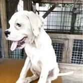 ボクサー