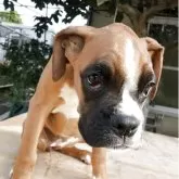 ボクサー