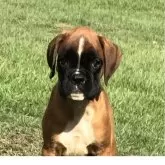 ボクサー