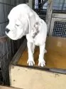 ボクサー【熊本県・男の子・2025年6月25日・白】の写真4