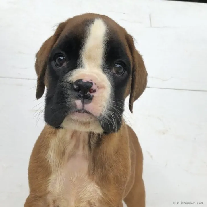 ID：2310-02348の子犬
