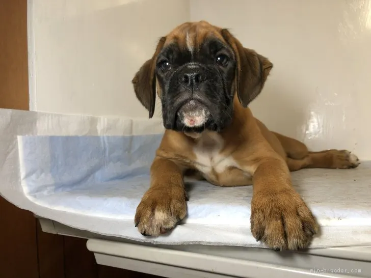 ID:1909-02041の子犬
