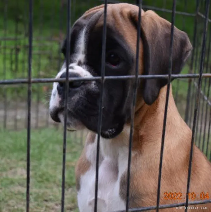 ID:2210-01513の子犬