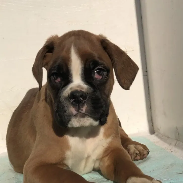 ID：2301-04855の子犬