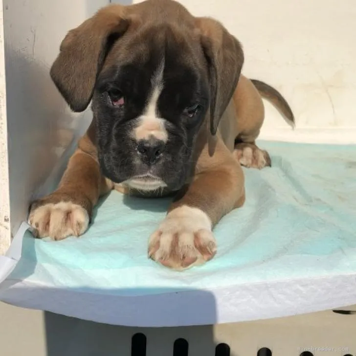 ID:2212-04680の子犬