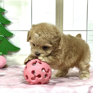 マルプー(マルチーズ×トイプードル)【静岡県・女の子・2025年10月1日・アプリコット】の写真「ぬいぐるみみたい🧸」