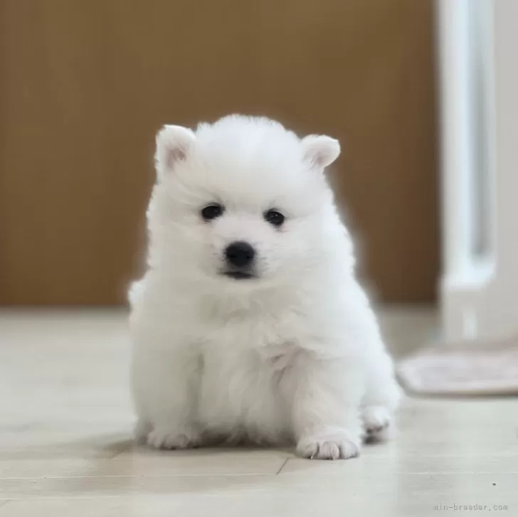 ID:2403-04636の子犬