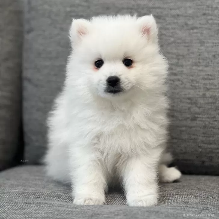 ID：2403-04634の子犬