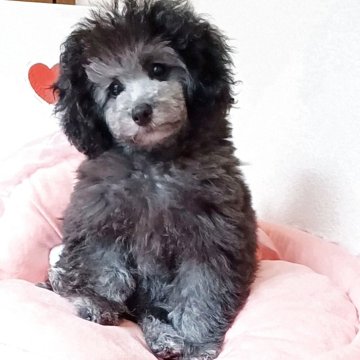 トイプードル(タイニー)【三重県・男の子・2025年8月26日・シルバー】の写真「クリクリお目目のシルバーの男の子」