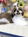シーズー【広島県・男の子・2025年1月18日・ホワイト&ゴールド】の写真12