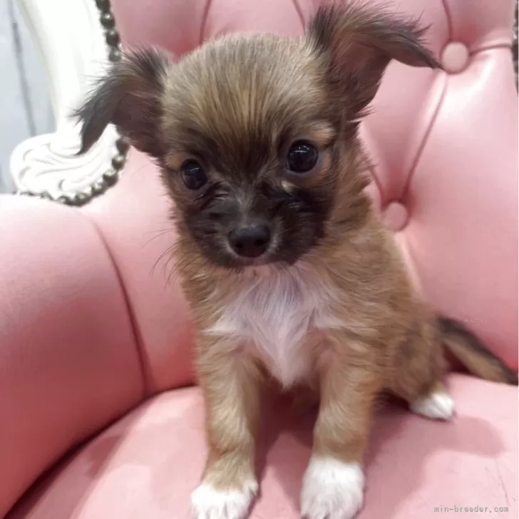 ID：2507-07505の子犬