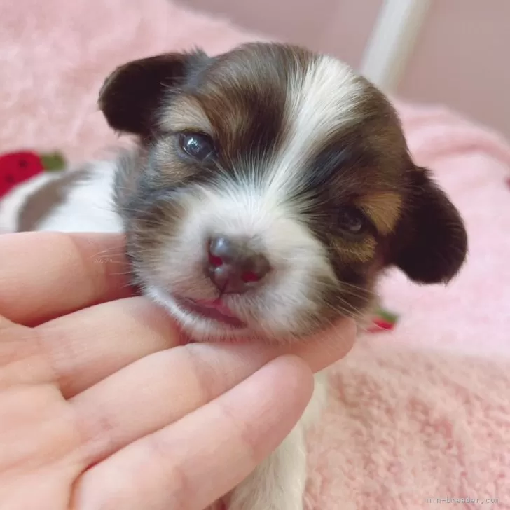 パピヨン【広島県・女の子・2025年10月13日・ホワイト&amp;レッド】の写真1