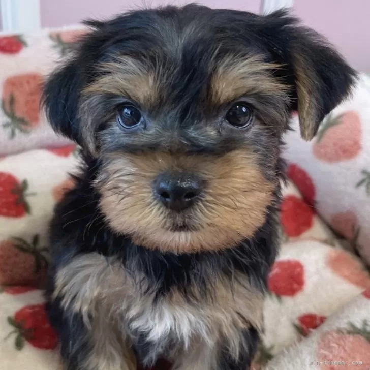 ID：2502-02462の子犬