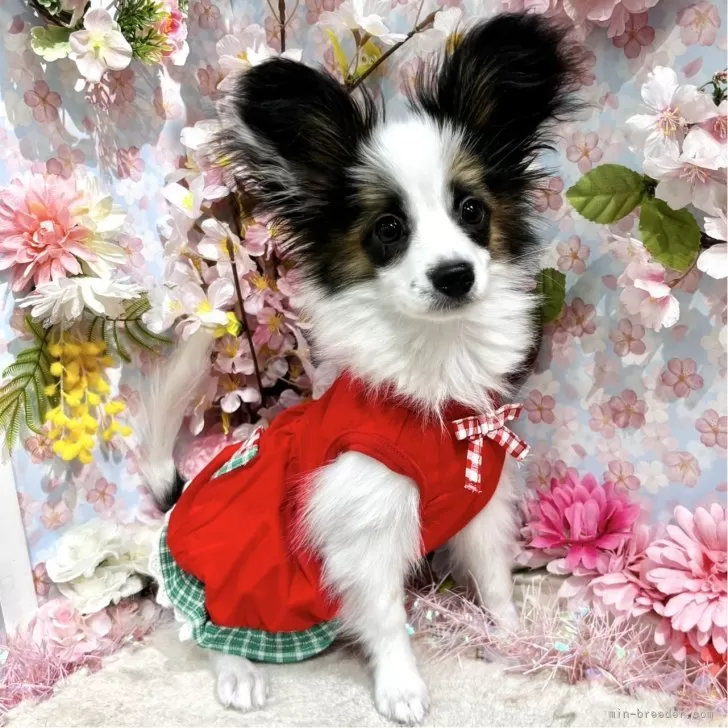 ID:2501-01660の子犬