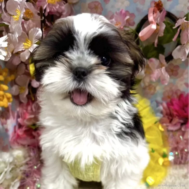 ID:2502-07195の子犬