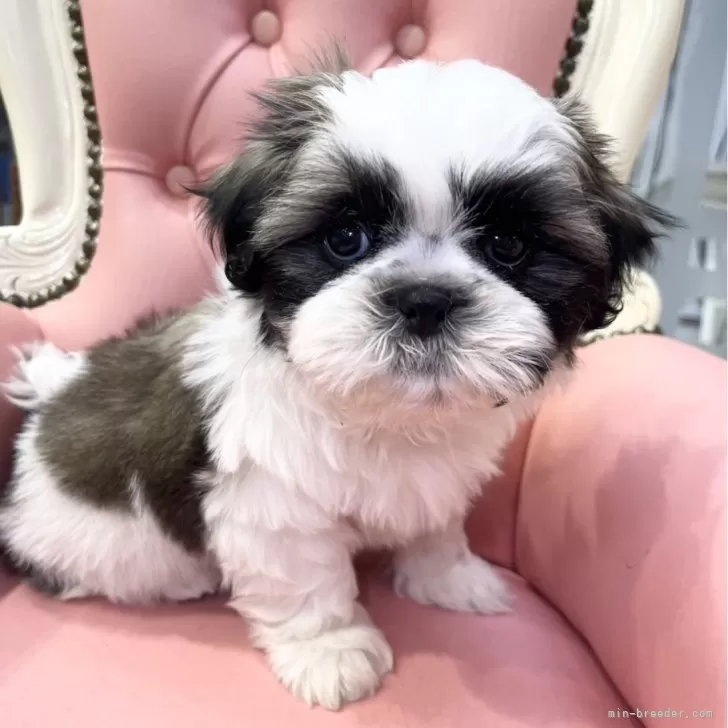 ID:2502-07194の子犬
