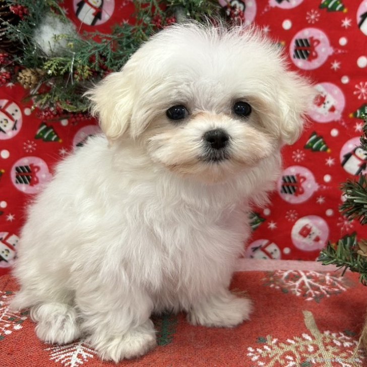 ブリーダー画像