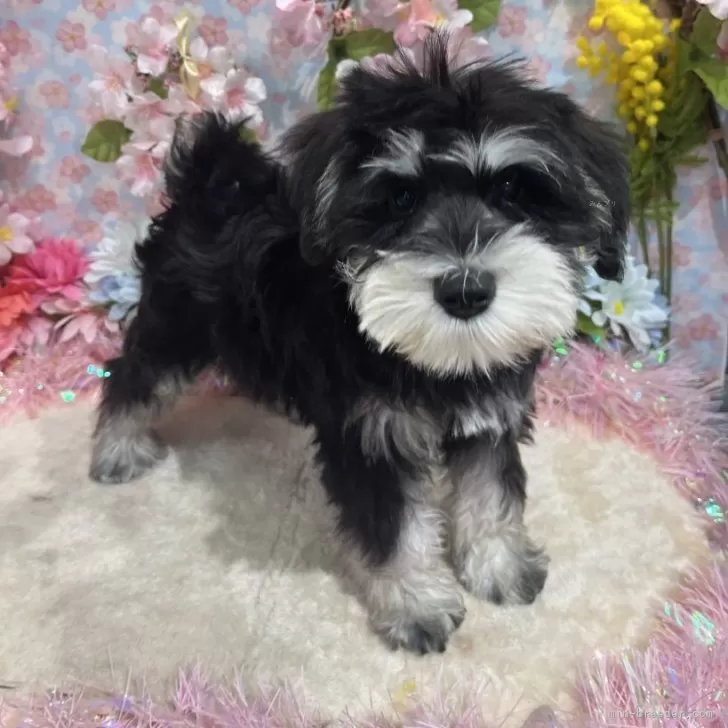 ID：2502-00884の子犬