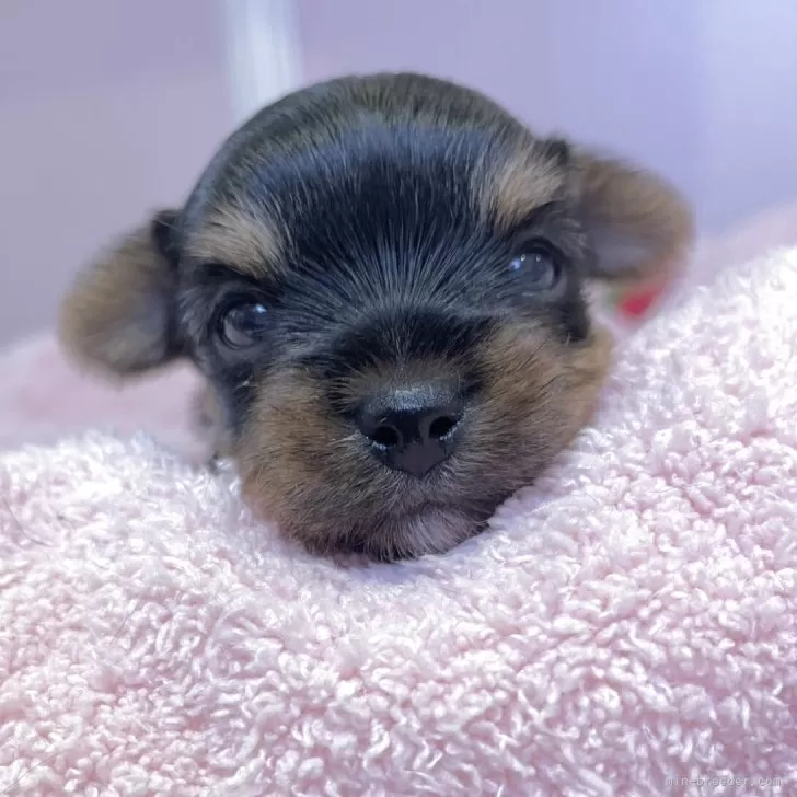 ヨークシャーテリア【広島県・男の子・2025年10月4日・スチールブルー&amp;タン】の写真1