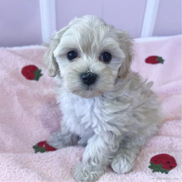 ID：2502-06954の子犬