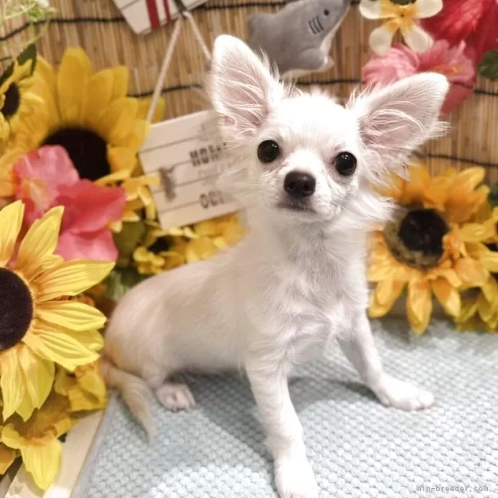 ID:2504-07444の子犬
