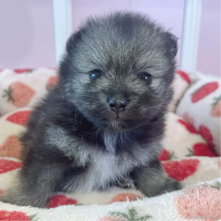 ID：2503-00897の子犬