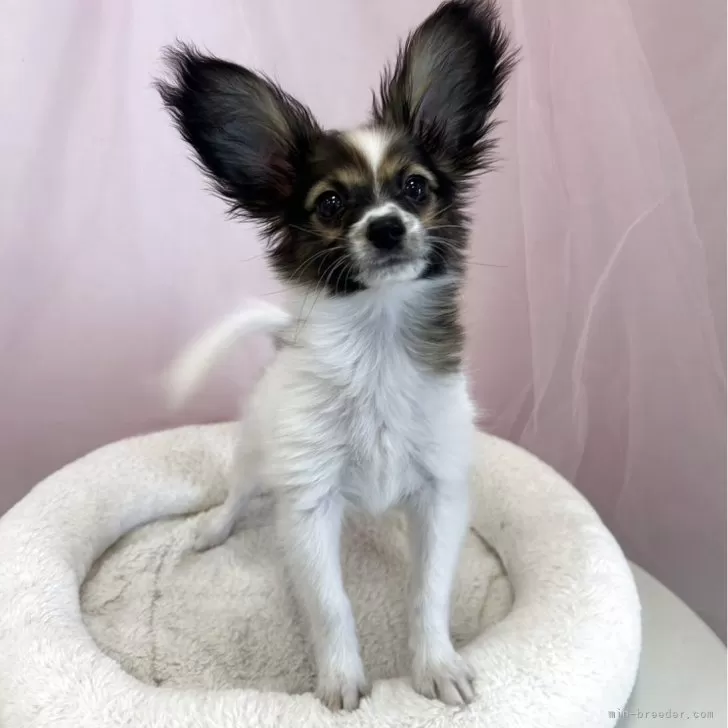 ID：2502-04668の子犬