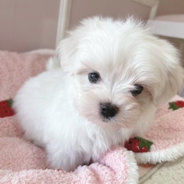 マルチーズ【広島県・男の子・2025年9月29日・ホワイト】の写真「いつも可愛いしずくべび♪」
