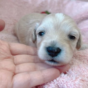 マルプー(マルチーズ×トイプードル)【広島県・女の子・2025年9月2日・クリーム】の写真「大人気マルプー♪」