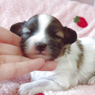 パピヨン【広島県・男の子・2025年10月13日・ホワイト&レッド】の写真「成長が楽しみです☆」