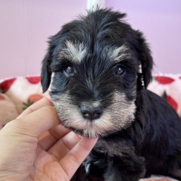 ミニチュアシュナウザー【広島県・女の子・2025年1月1日・ソルト&ペッパー】の写真「元旦生まれ♪お目目がきゅるるんとして可愛い☆」