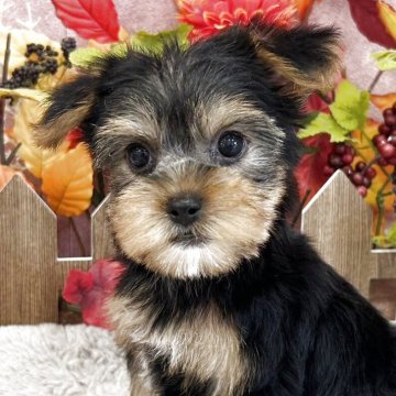 ヨークシャーテリア【広島県・女の子・2025年9月13日・スチールブルー&タン】の写真「くりっくりおめめ　表情豊かな可愛い子」