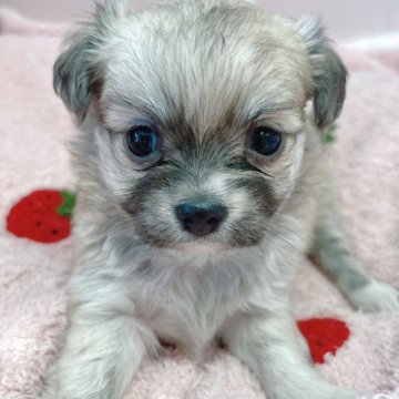 チワワ(ロング)【広島県・女の子・2025年10月27日・フォーン】の写真「成長が楽しみです♪」