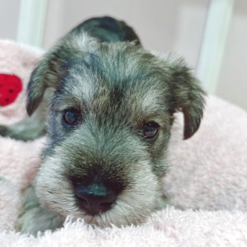 ミニチュアシュナウザー【広島県・女の子・2025年9月30日・ソルトペッパー】の写真「前回の子はやく決まりました☆」