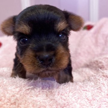 ヨークシャーテリア【広島県・女の子・2025年10月4日・スチールブルー&タン】の写真「いつも可愛いりこちゃんベビ♪」