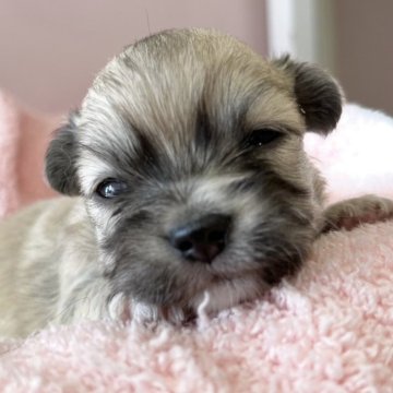 チワワ(ロング)【広島県・女の子・2025年10月27日・フォーン】の写真「成長が楽しみです♪」