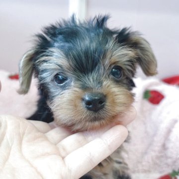 ヨークシャーテリア【広島県・男の子・2025年10月2日・スチールブルー&タン】の写真「いつもかわいいサブレﾍﾞﾋﾞ」
