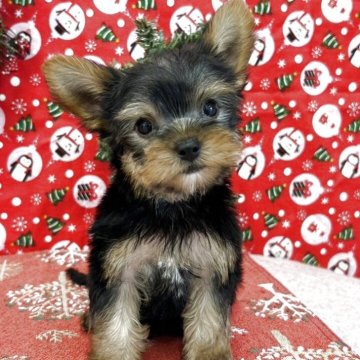 ヨークシャーテリア【広島県・男の子・2025年10月4日・スチールブルー&タン】の写真「いつも可愛いりこちゃんベビ♪」