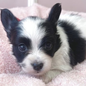 パピヨン【広島県・女の子・2025年10月16日・ホワイト&ブラック】の写真「成長が楽しみです☆」