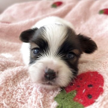 パピヨン【広島県・女の子・2025年10月16日・ホワイト&レッドセーブル】の写真「成長が楽しみです☆」