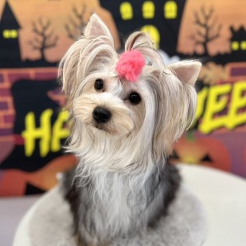 ヨークシャーテリア【広島県・女の子・2025年1月8日・スチールブルー&タン】の写真「お座りとマテができます☆とても物覚えが早い子です」