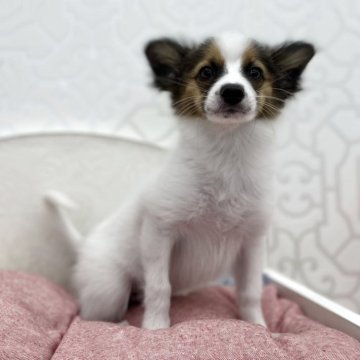 パピヨン【広島県・男の子・2025年1月8日・レッドセーブル&ホワイト】の写真「頭の良いままの子なので似ます♪お耳たちました」