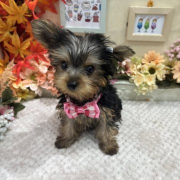 ヨークシャーテリア【広島県・女の子・2024年8月12日・スチールブルー&タン】の写真「あんこママ初めての子♪可愛くなる予感」