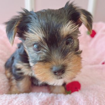 ヨークシャーテリア【広島県・女の子・2025年9月13日・スチールブルー&タン】の写真「いつも可愛いあんこちゃんベビ♪」