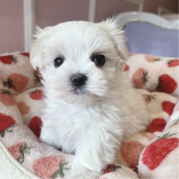 マルチーズ【広島県・男の子・2024年10月21日・ホワイト】の写真「きょんちゃんママ初めてベビ」