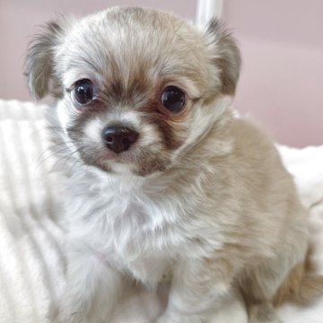 チワワ(ロング)【広島県・女の子・2025年10月27日・フォーン】の写真「成長が楽しみです♪」