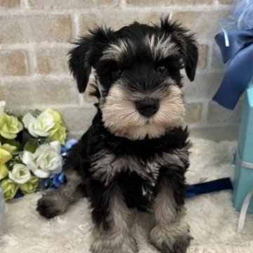 ミニチュアシュナウザー【広島県・男の子・2025年1月1日・ブラックシルバー】の写真「おっとりさんで可愛いお顔です♪」