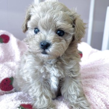マルプー(マルチーズ×トイプードル)【広島県・女の子・2025年9月2日・クリームホワイト】の写真「大人気マルプー♪とってもかわいくなりました!」