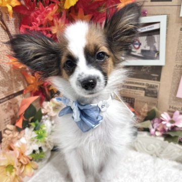 パピヨン【広島県・男の子・2025年7月9日・ホワイト&ブラウン】の写真「パパ似の可愛いお顔♪」